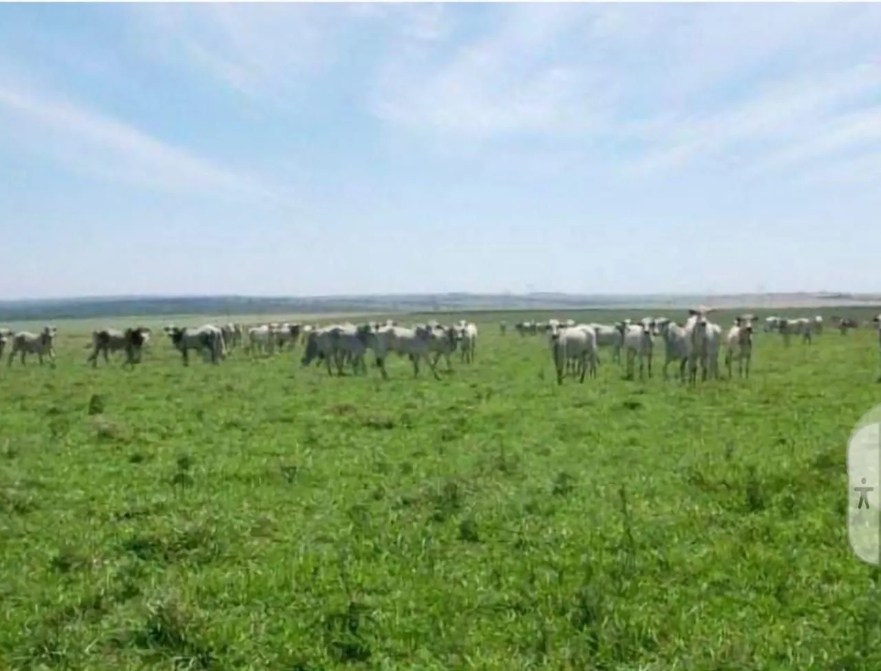 Fazenda 200 alqueiro de oportunidade