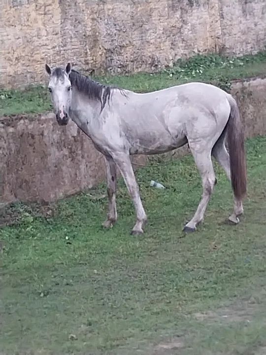 Casal de Cavalos  - Foto 3