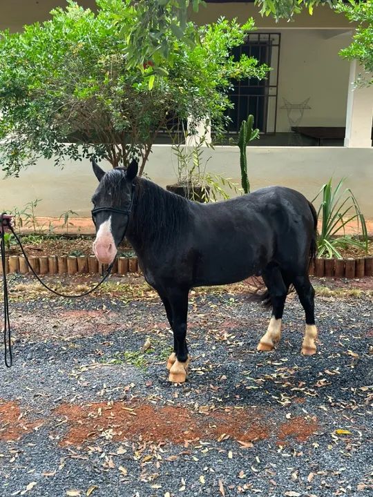 COBERTURA CAVALO PIQUIRA PONEI 90cm
