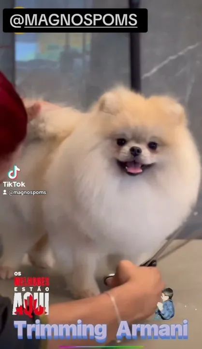 Spitz Alemão  em 10x cartão