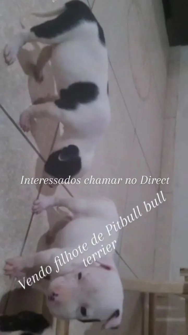American Bull Terrier