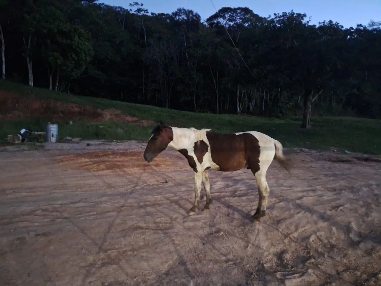 Potro a venda - Foto 2