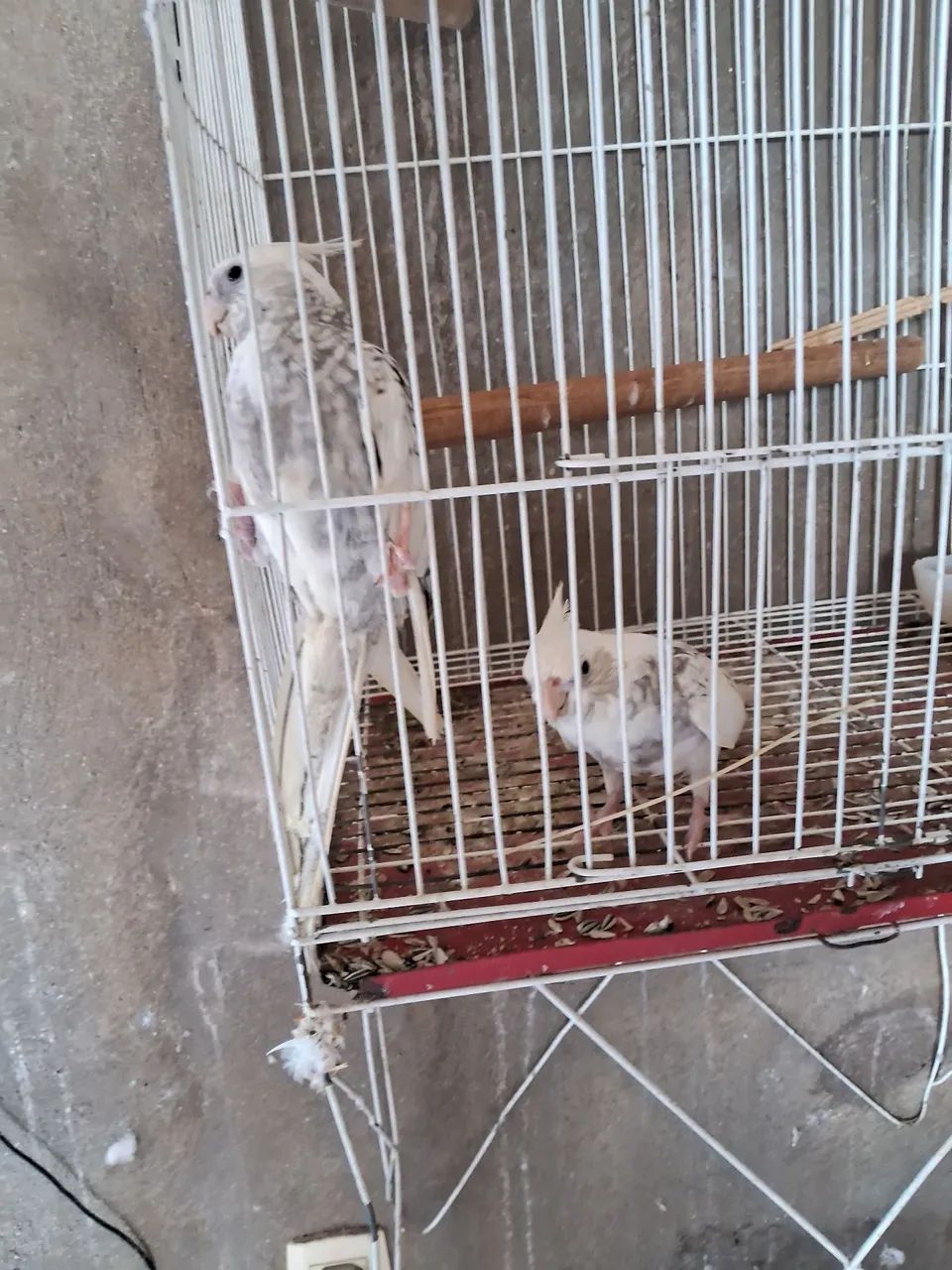 Linda gaiola64314061320963121