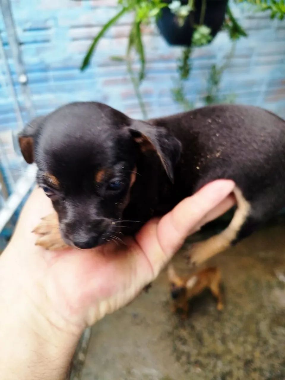 Filhote de Pinscher femeas - Foto 2