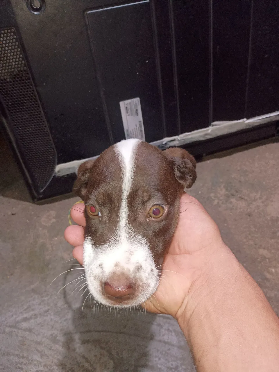 Filhote de cachorro