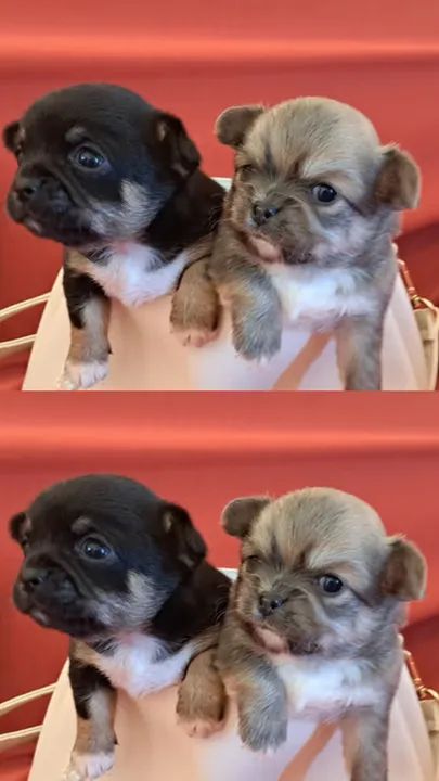 Chihuahua Anão com pedigree transferido e vacinas inclusas!