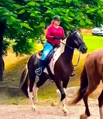 Cavalo Mangalarga / Campolina - aceito propostas - Foto 5