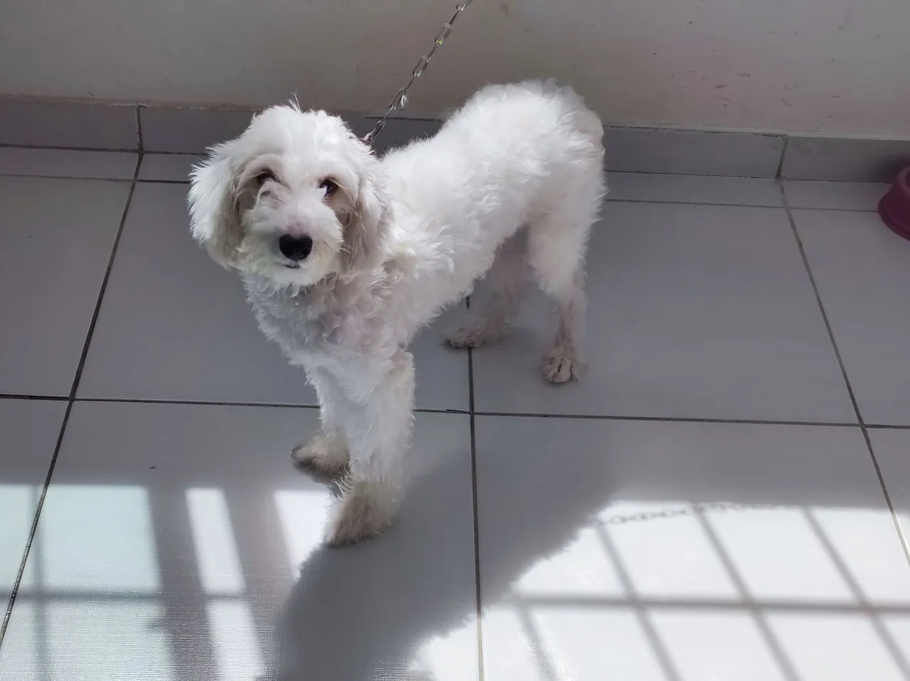 Poodle