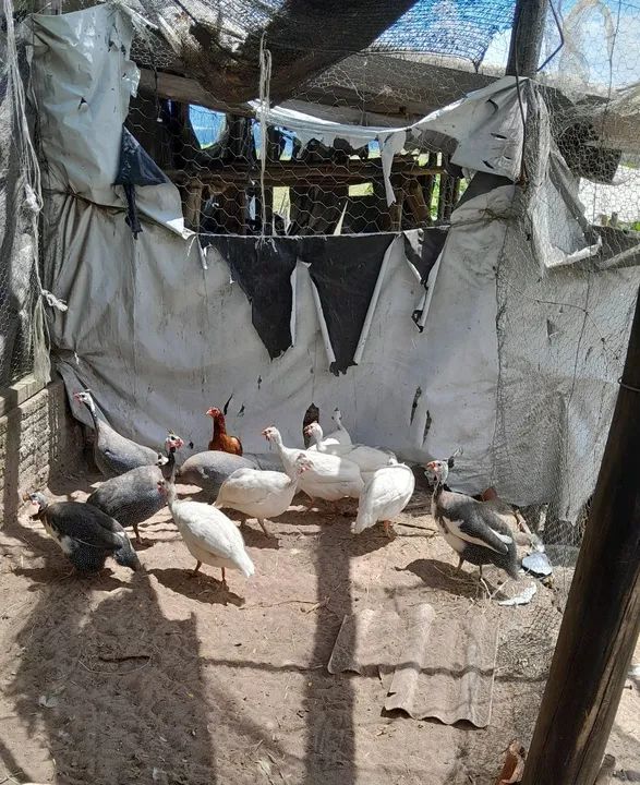 Lote de Galinha D'angola Branca - Foto 2