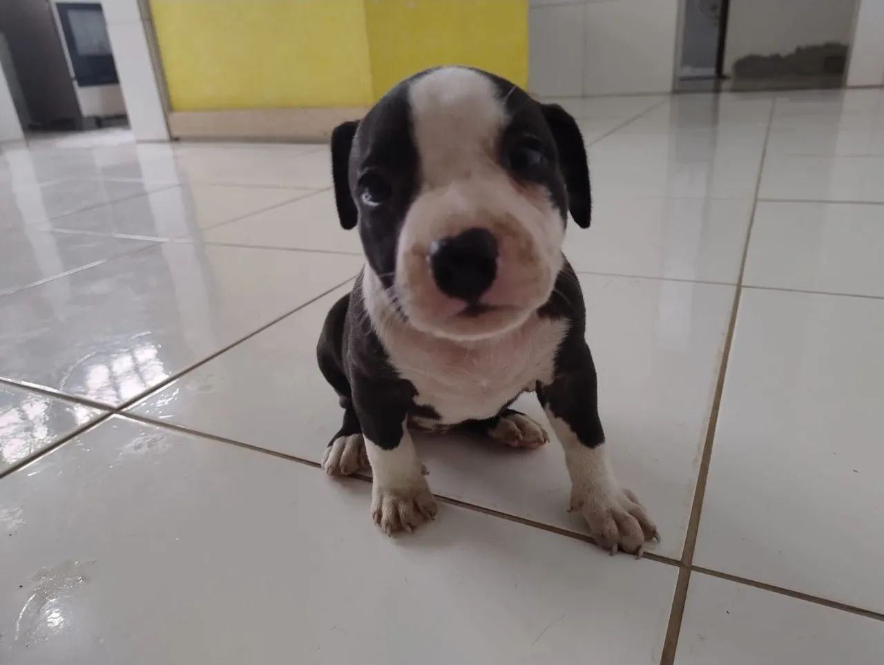 Pitbull filhote