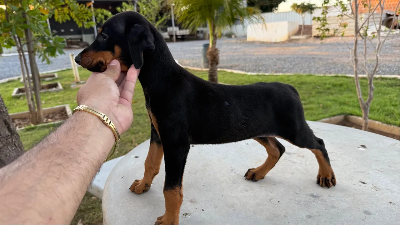 VENDA DE FILHOTES DOBERMAN