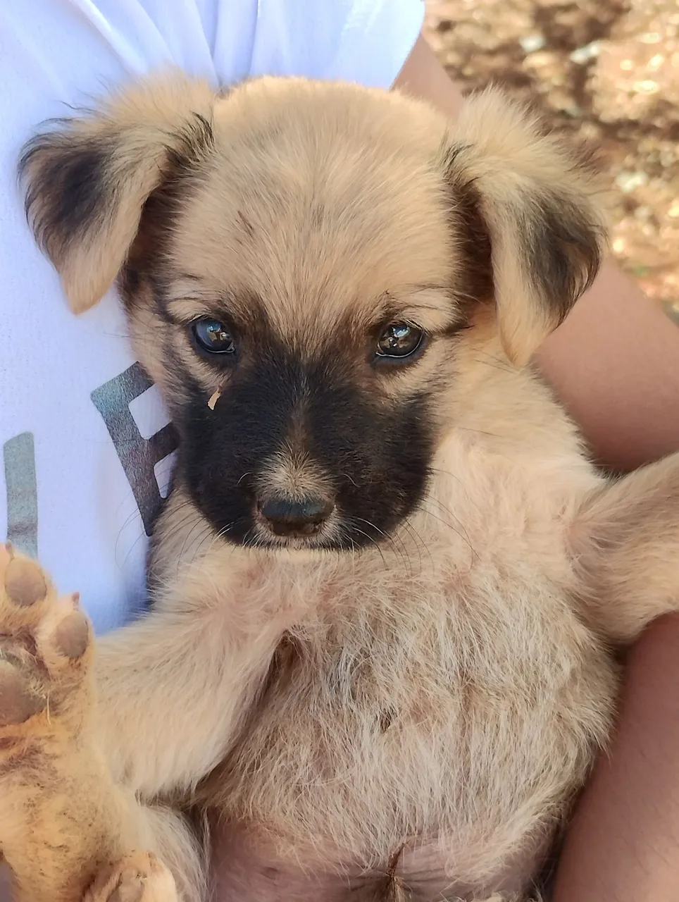 Doação de lindos filhotes