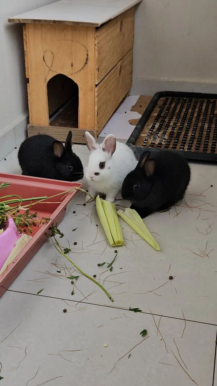 Coelho mini anão  - Foto 2