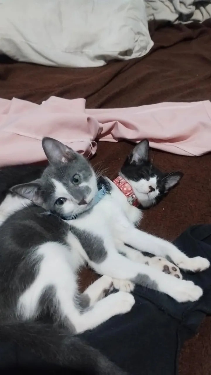 Gatinhos Adoráveis para Adoção