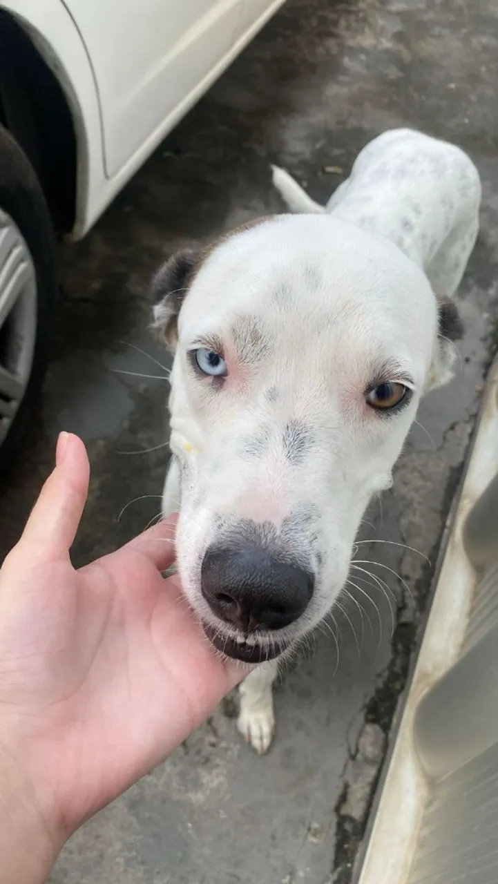 Cão dalmata doação