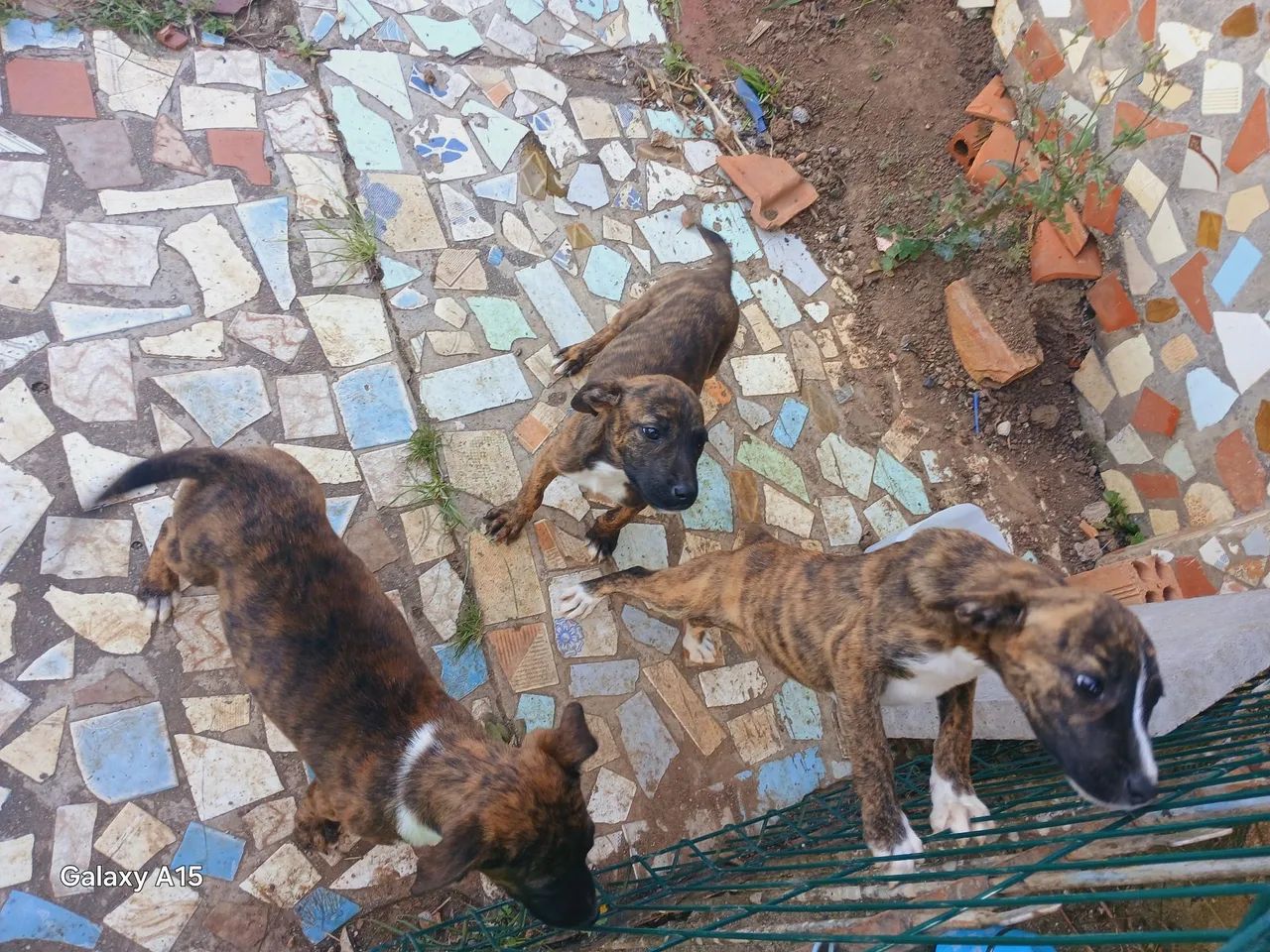 Filhotes de cachorro srd não sabemos tipo de raça é  - Foto 5