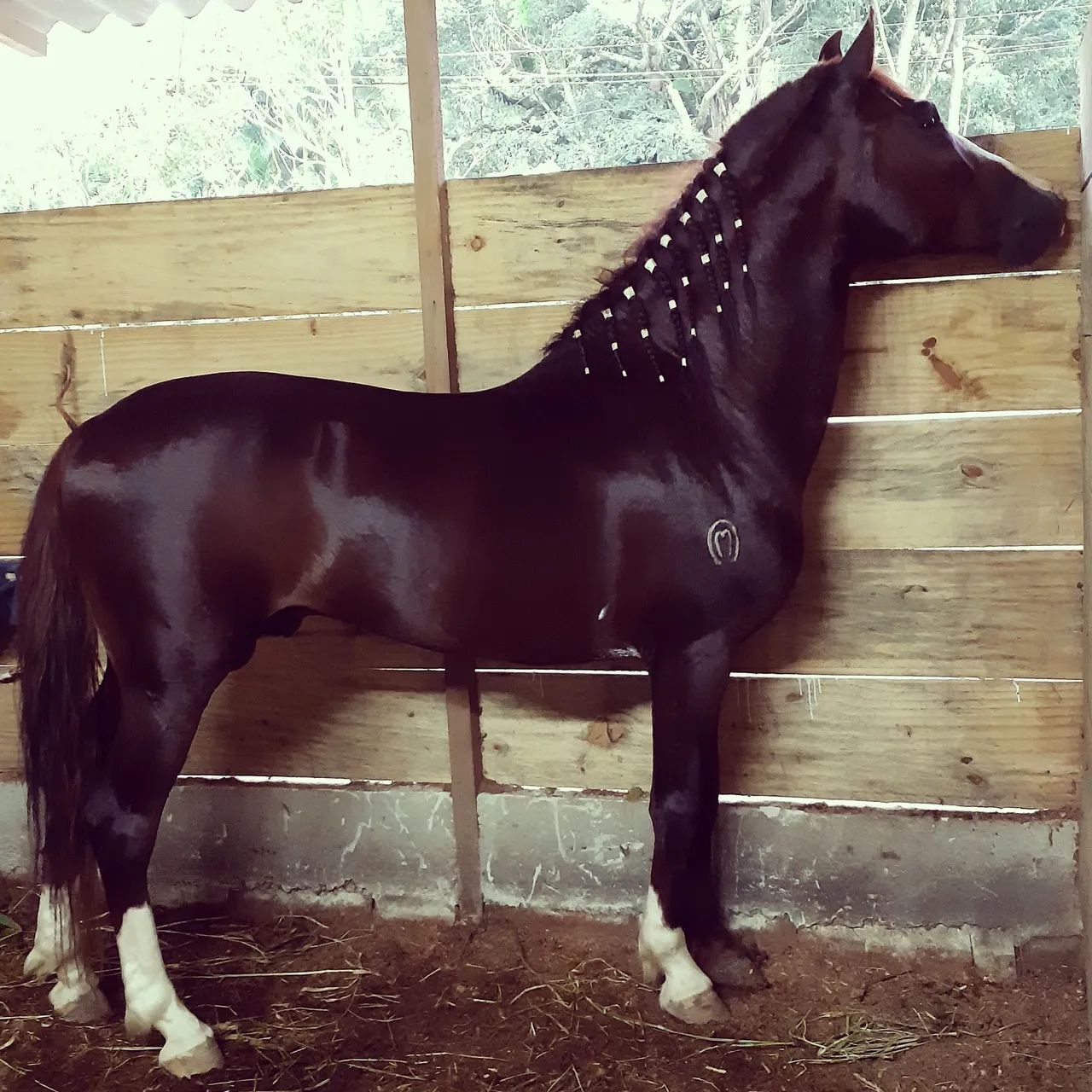 Cavalo Mangalarga Marchador