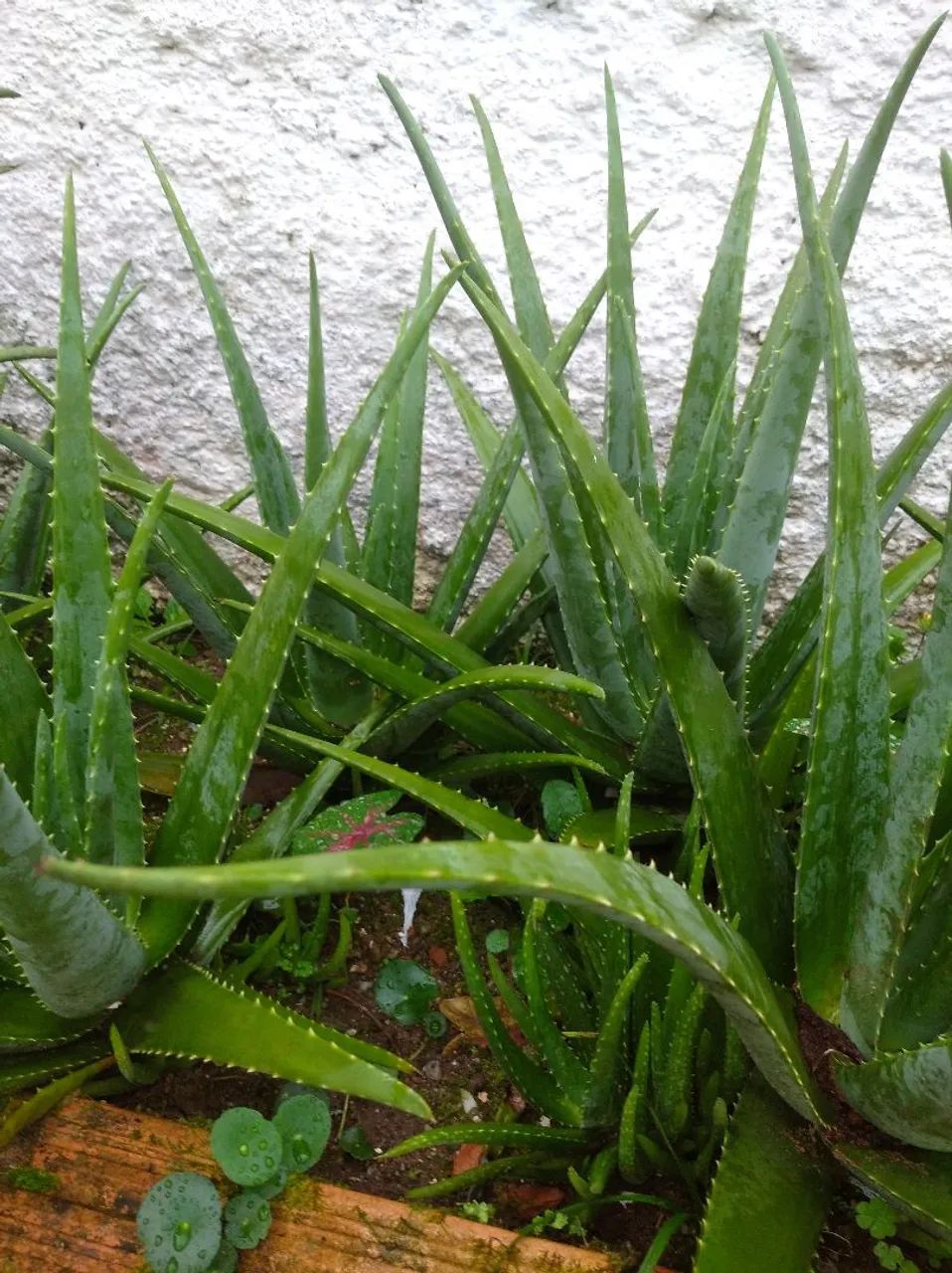Babosa - Jardim e Decoração - Foto 2