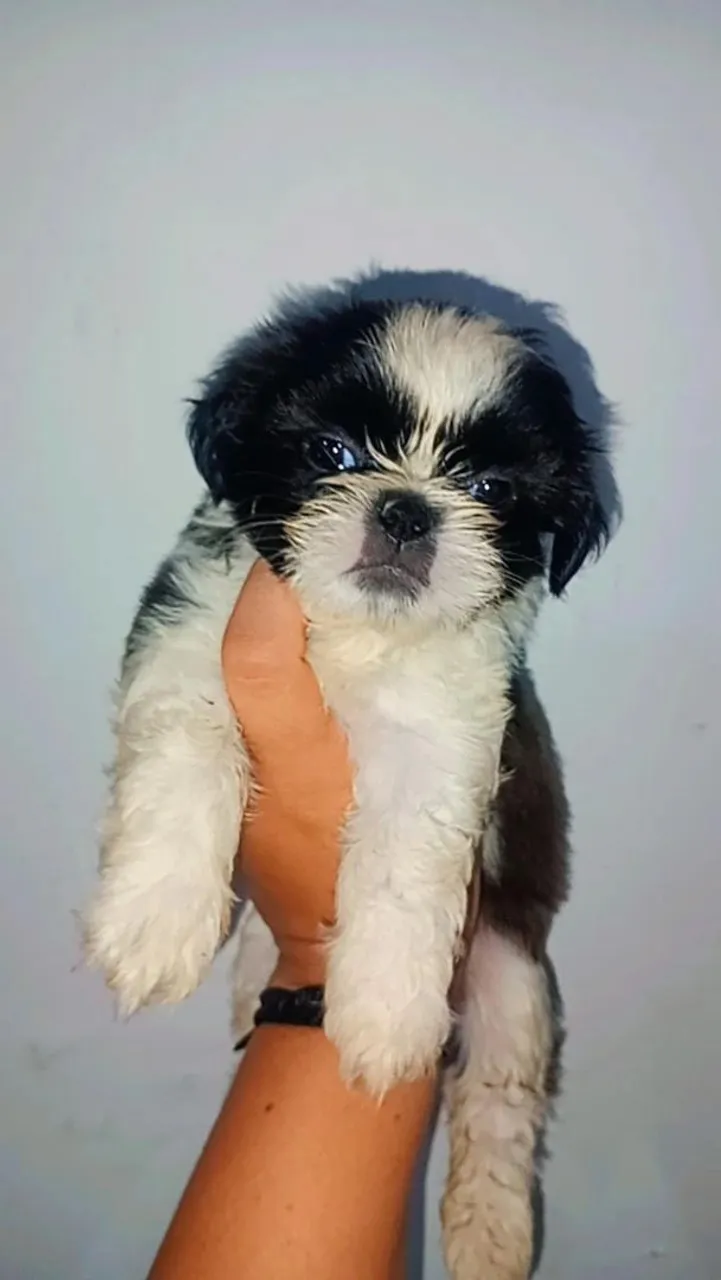 Macho disponível 