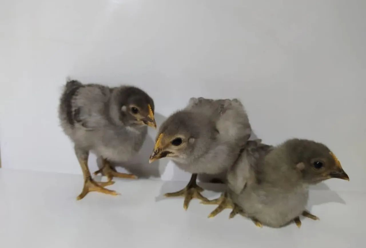 Pintinhos Gris Cendre 30 dias - Foto 3