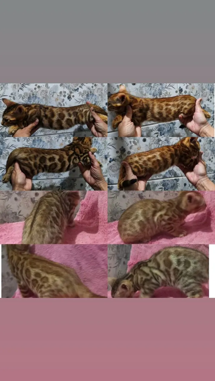 Filhotes de Bengal Fêmea 