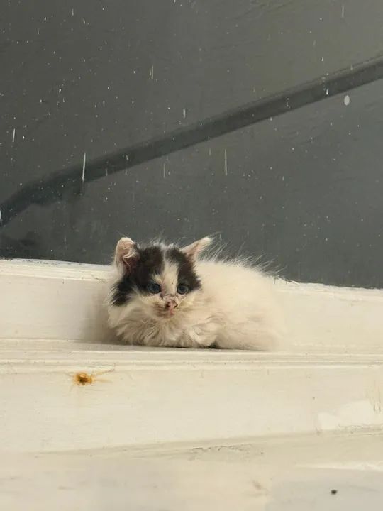 Gatinho fofinho para adoção - Foto 6