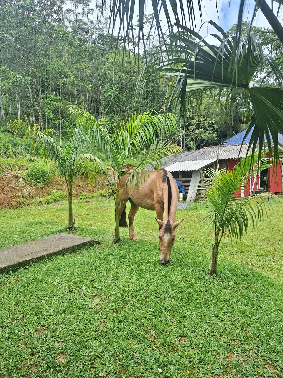 Vendo cavalo crioulo inteiro - Foto 6