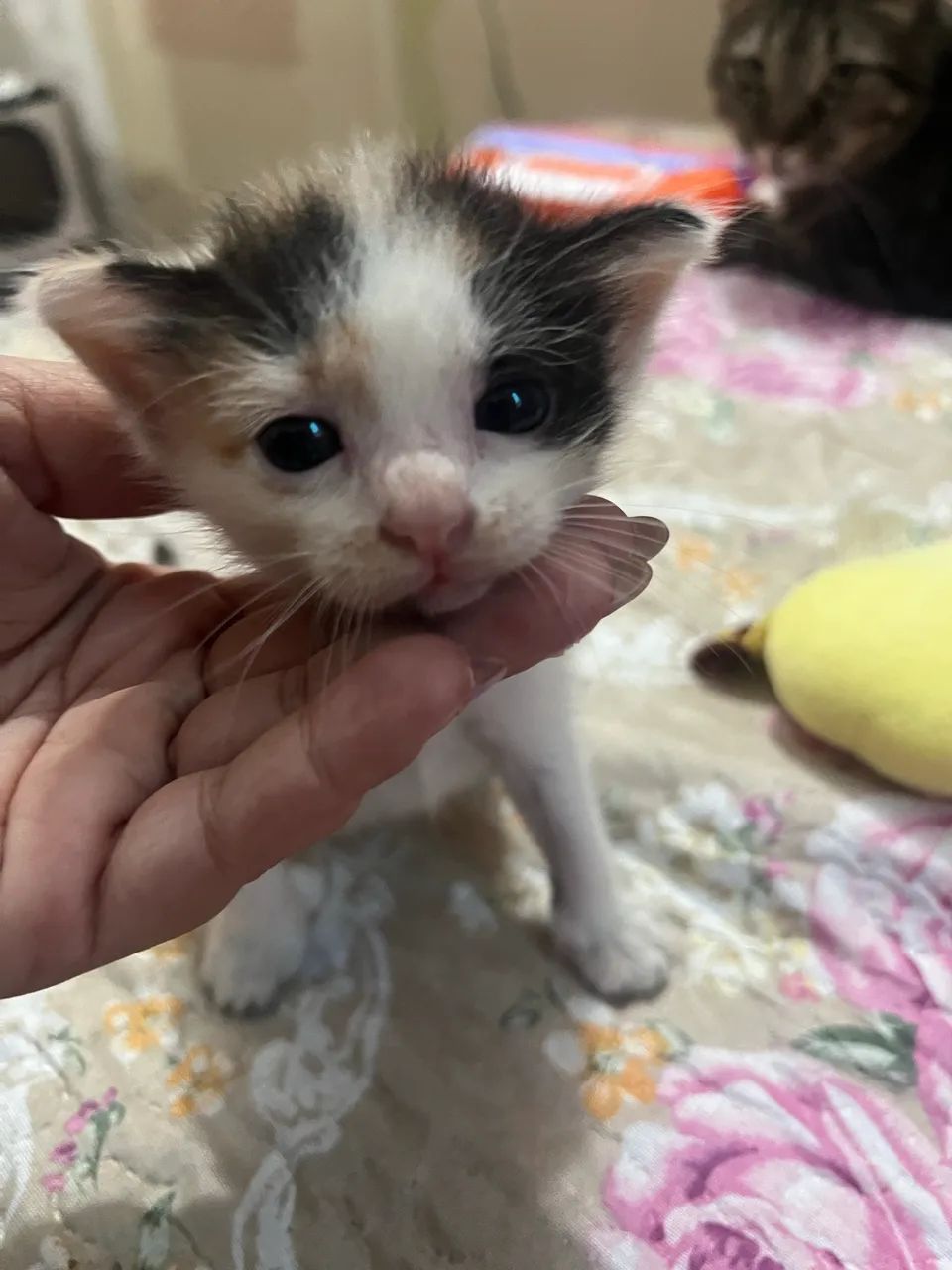 Gatinhos para adoção  - Foto 4