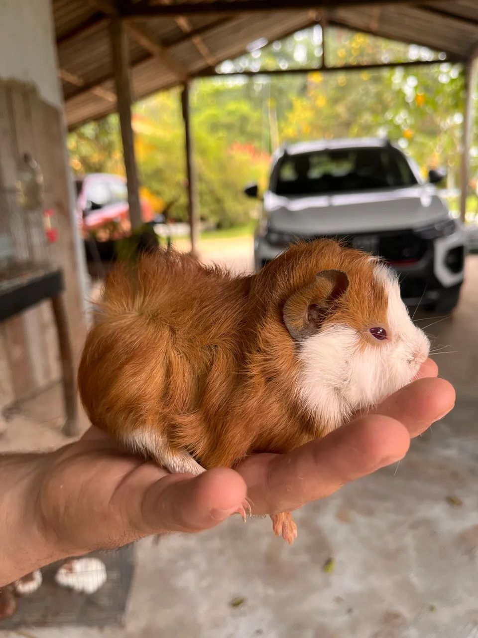 Porquinhos da índia 64606908695169123