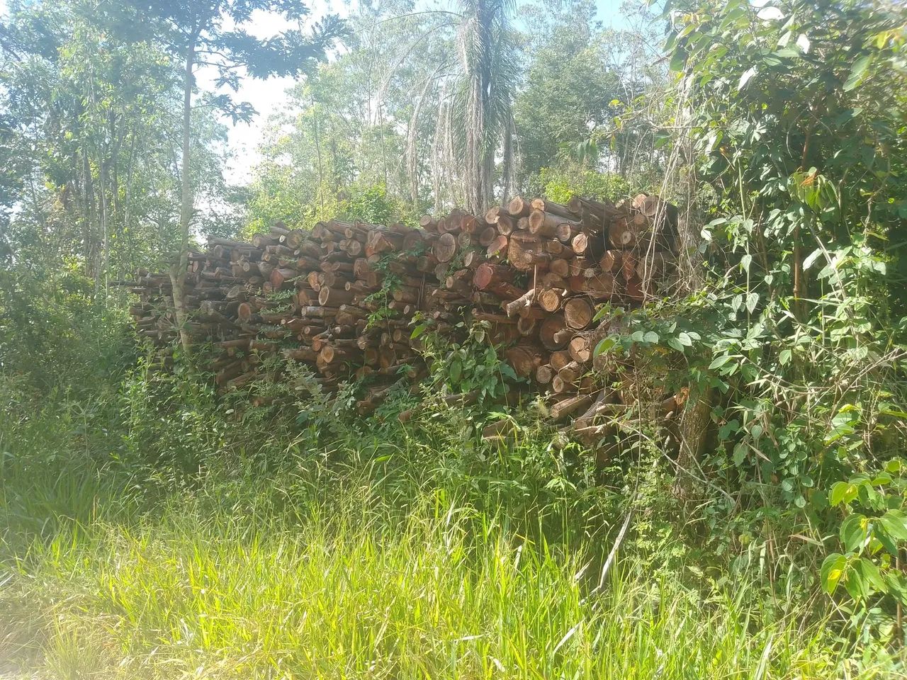 Lenha de eucalipto  - Foto 3