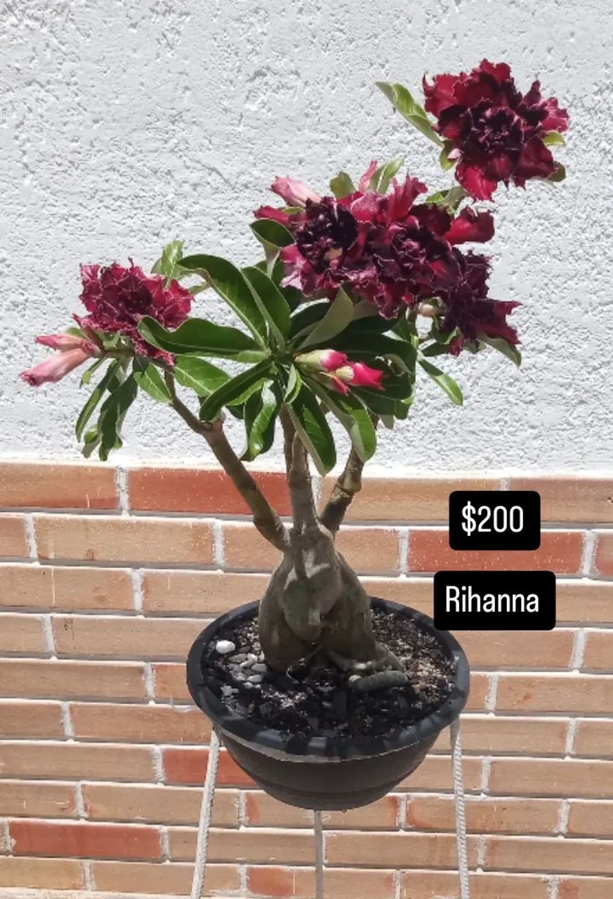 Rosas do deserto enxertadas vários galhos , NA PROMOÇÃO  - Foto 3