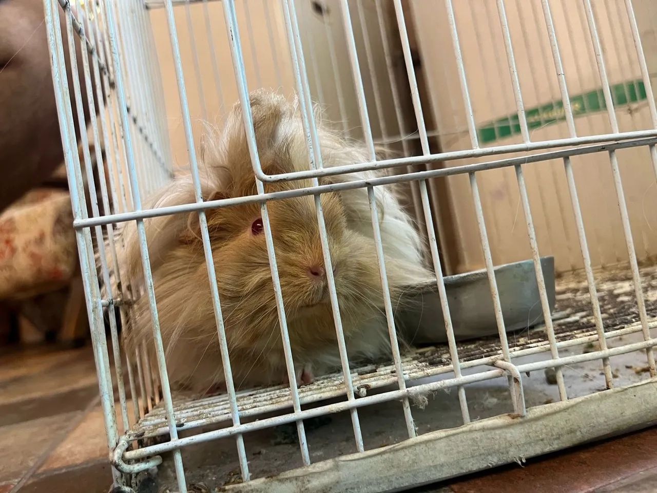 Porquinho da índia Peruano - Foto 4