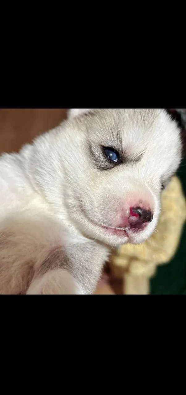 Filhote de Husky Siberiano - Olhos Azuis