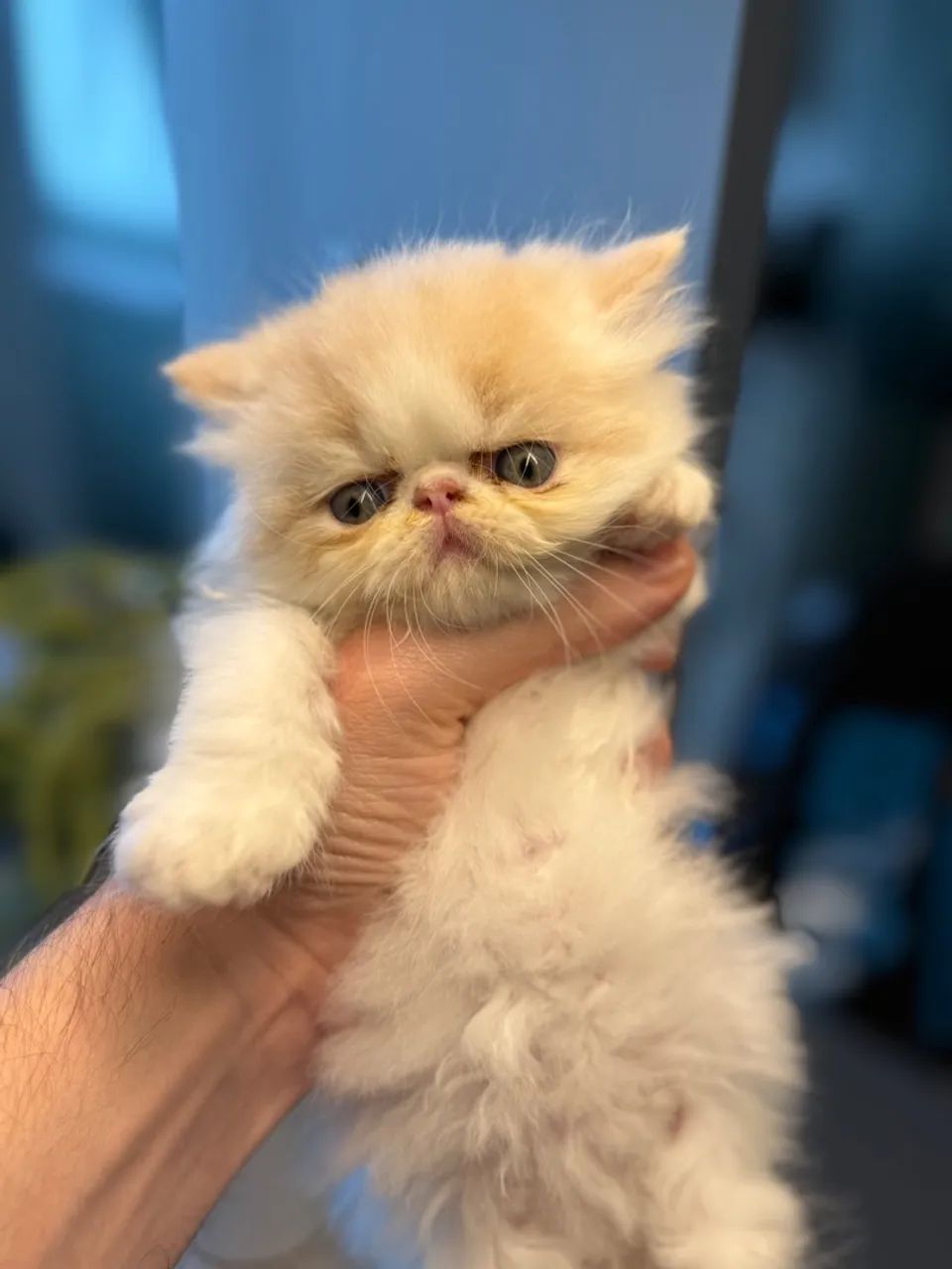 Gatinho Persa - Filhote Macho  - Foto 3