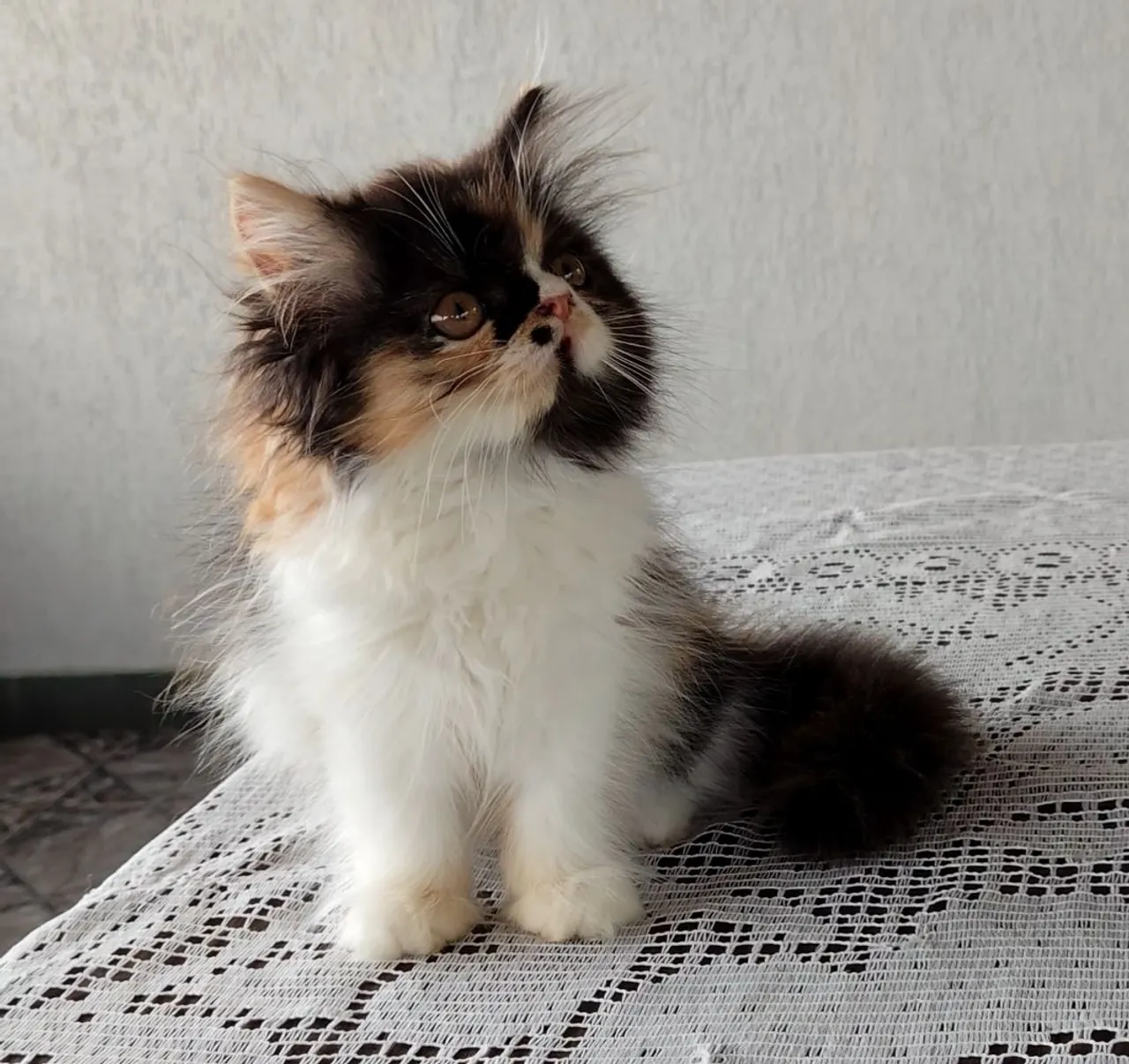 Gatinha Persa Tri color - 3 Meses