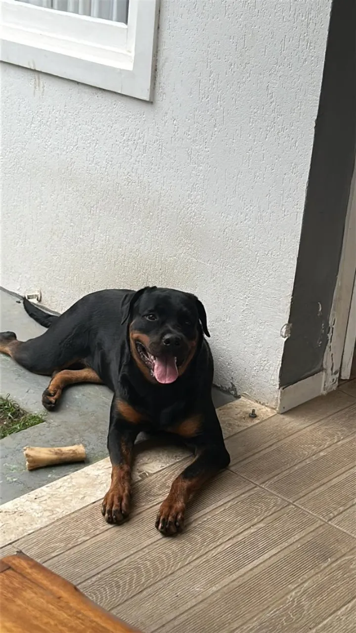 ROTTWEILER