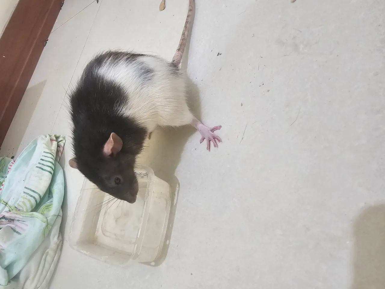 Rato twister/macol