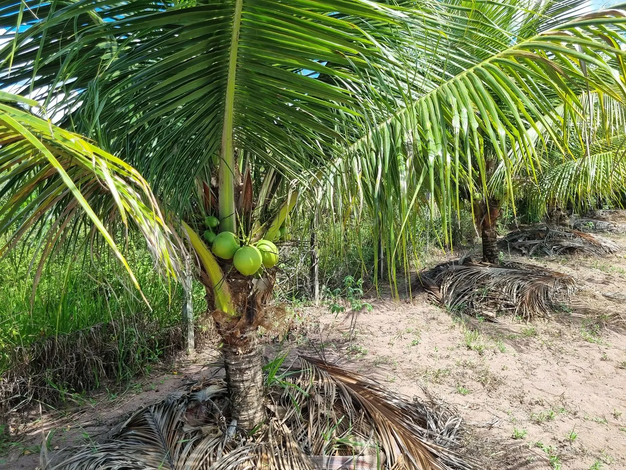 Terreno para sítio com coqueiros, pomar e área verde 1.600 m2
