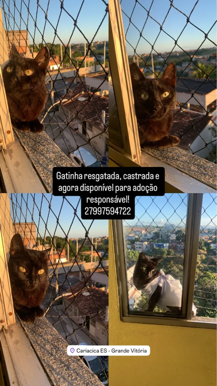 Gatinha castrada para adoção responsável