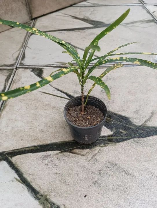 Plantas - mudas