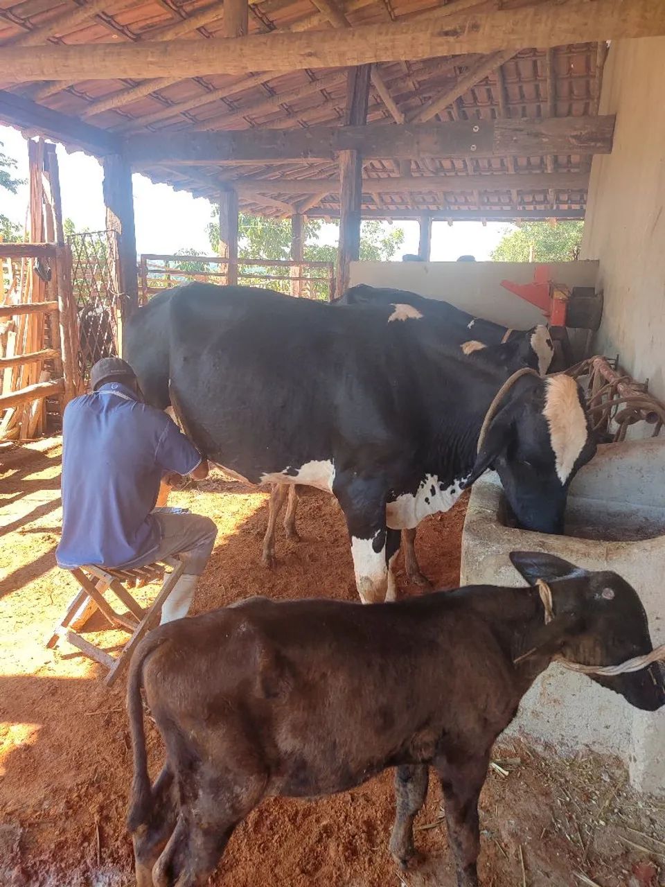 Vendo vacas paridas dando leite  - Foto 5