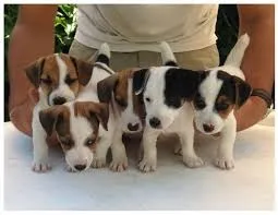 Jack x beagle 150 cada 997IO4220