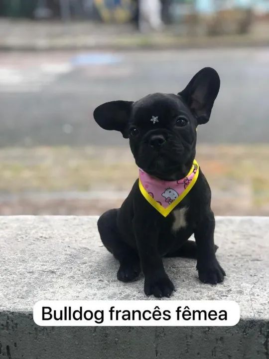 Alegre-se com a energia contagiante desses filhotes!