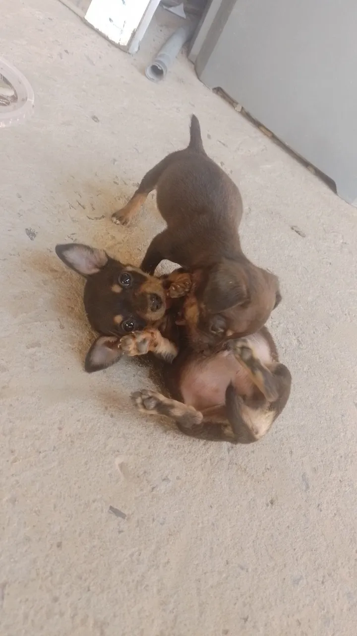 Filhotes de Pinscher 01