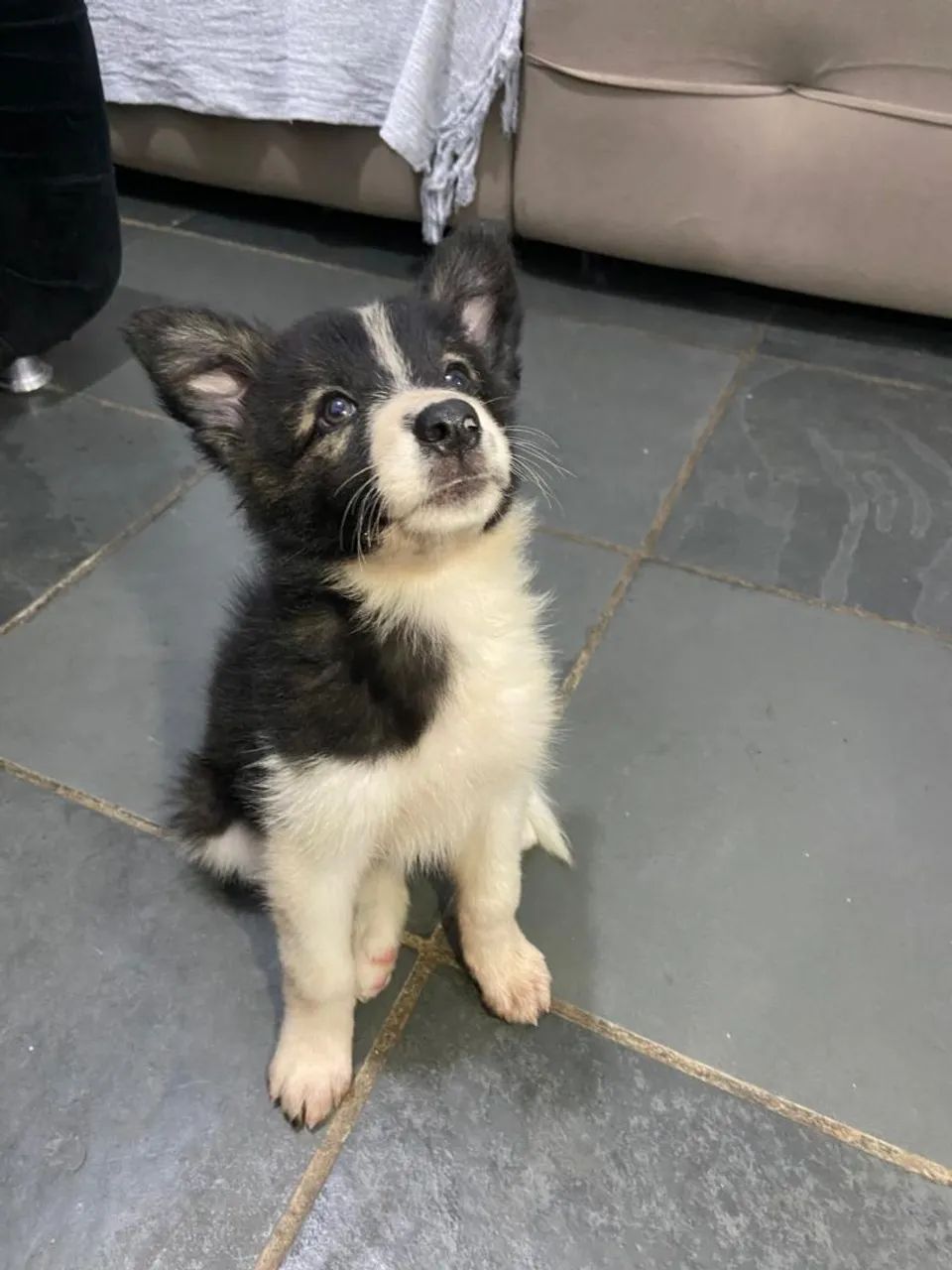 Filhote de Border Collie Fêmea  - Foto 2