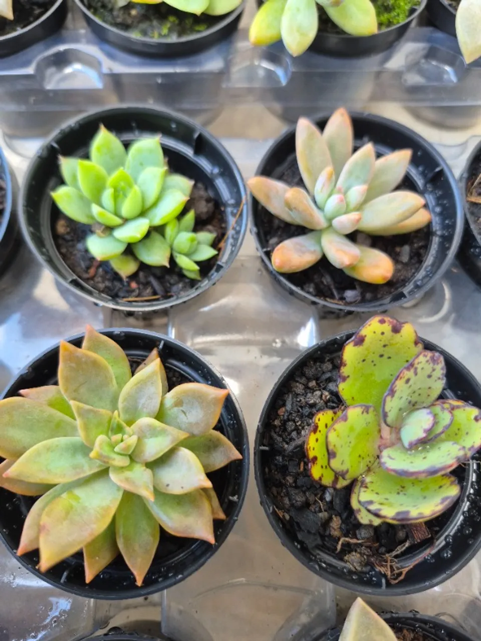 Suculentas para lembrancinhas