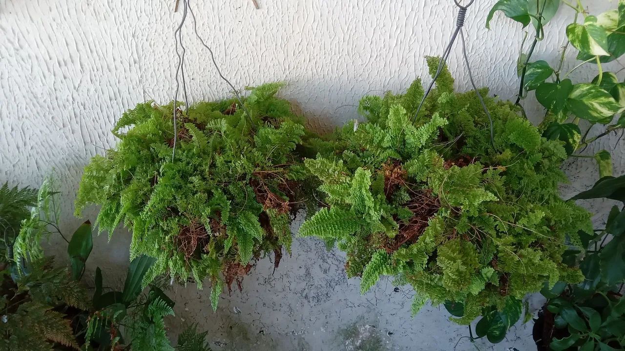 2 Plantas de Samambaia Penduradas