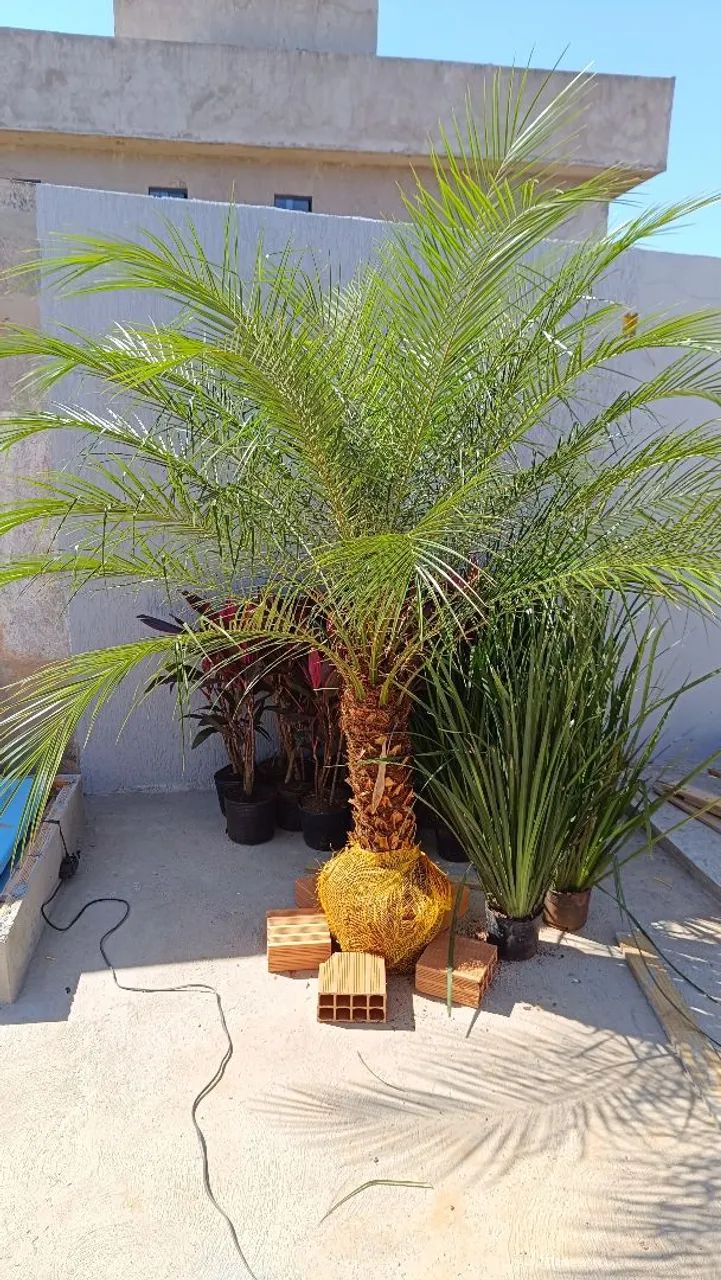 PALMEIRAS PARA ORNAMENTAÇÃO  - Foto 6