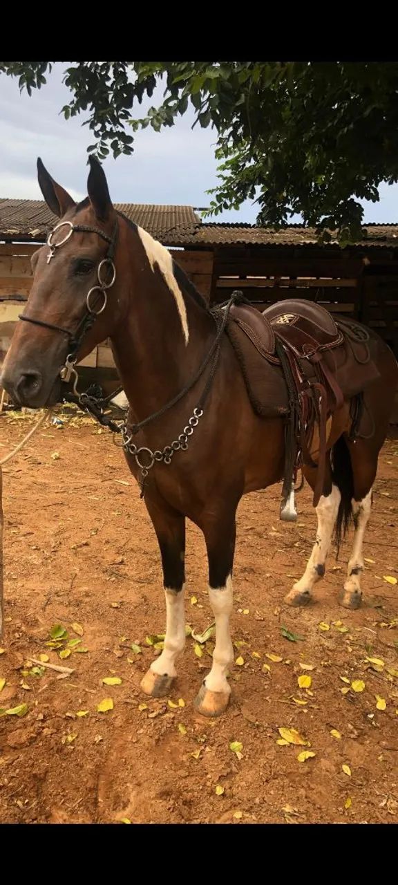 ÉGUA MANGOLINA (sem registro)