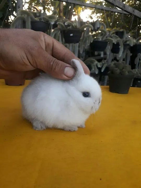 Coelho anão importado megpie  - Foto 4